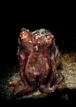   Octopus Retra LSD  